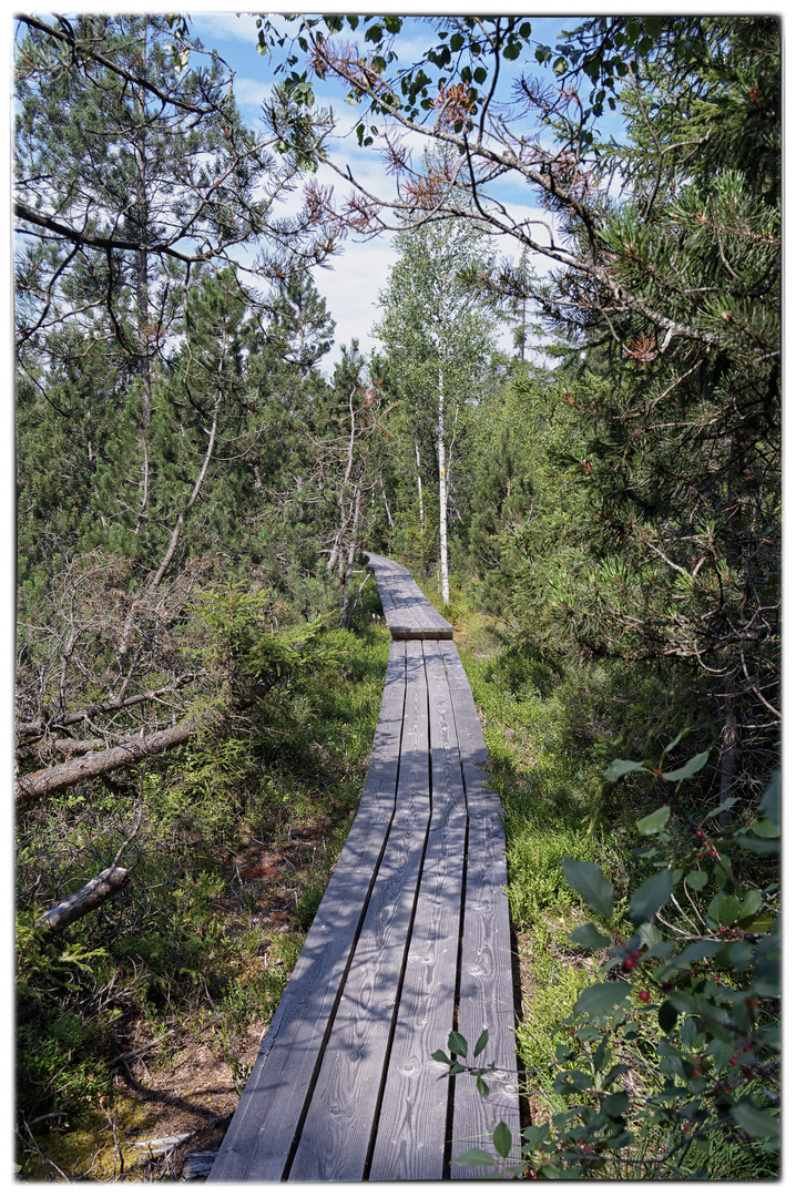 Donnerstag mit Durchblick - der Weg durchs Moor