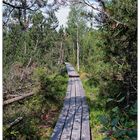 Donnerstag mit Durchblick - der Weg durchs Moor