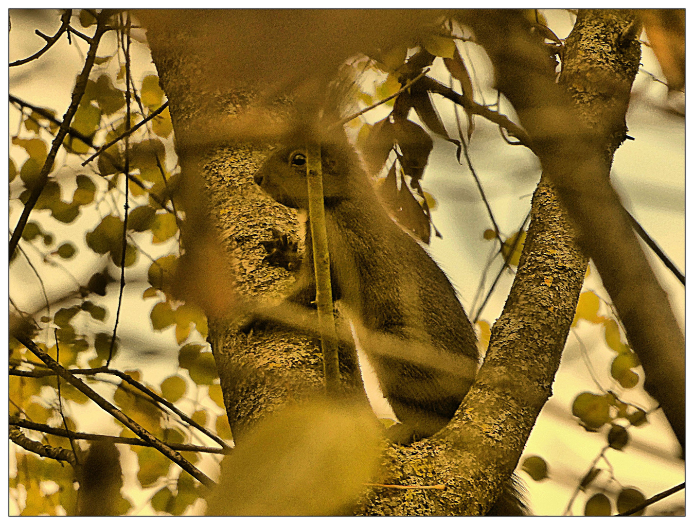 Donnerstag mit Durchblick- Dunkles Hörnchen