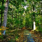 Donnerstag mit Durchblick - Durch den Wald da will ich blicken