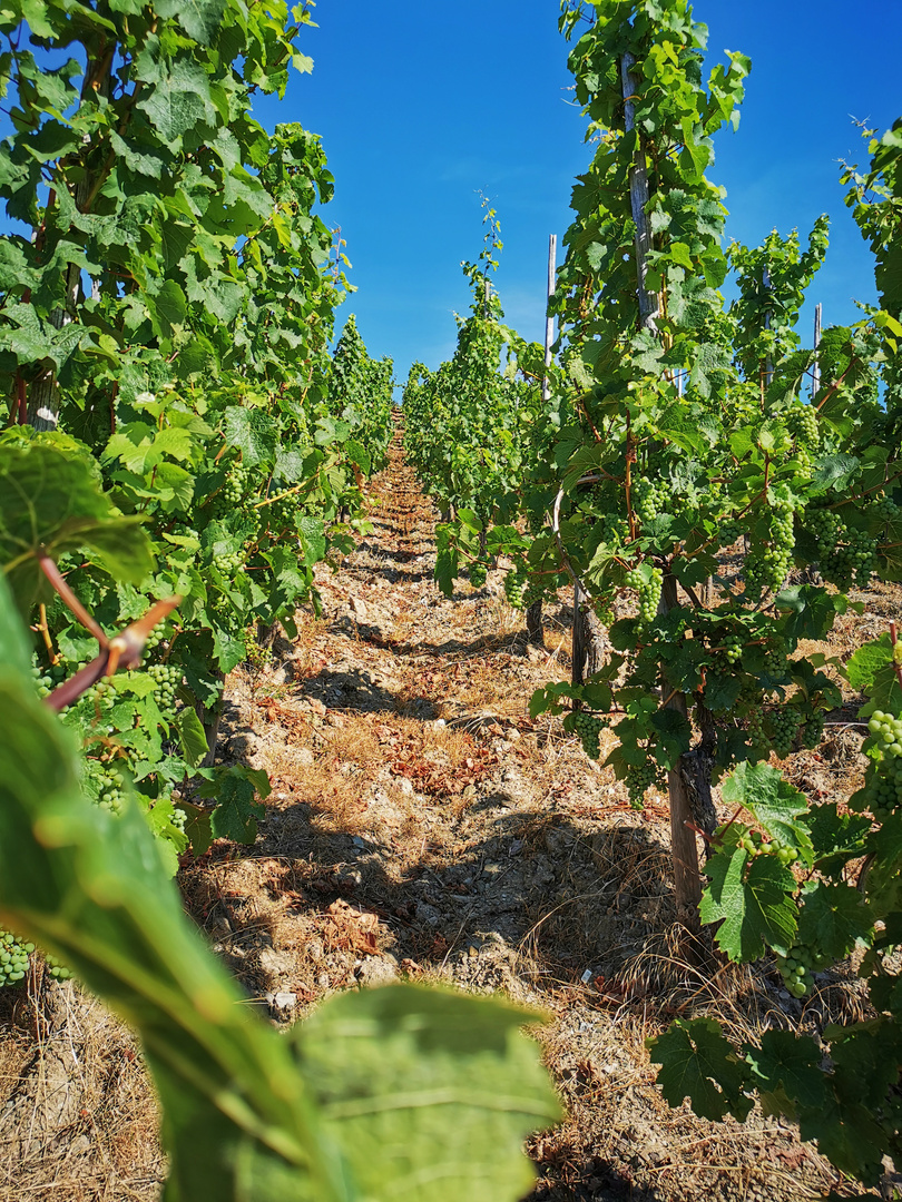 Donnerstag mit Durchblick - Durchblick durch die Reben nahe Gröver an der Mosel