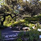 Donnerstag mit Durchblick im Botanischen Garten in Göttingen