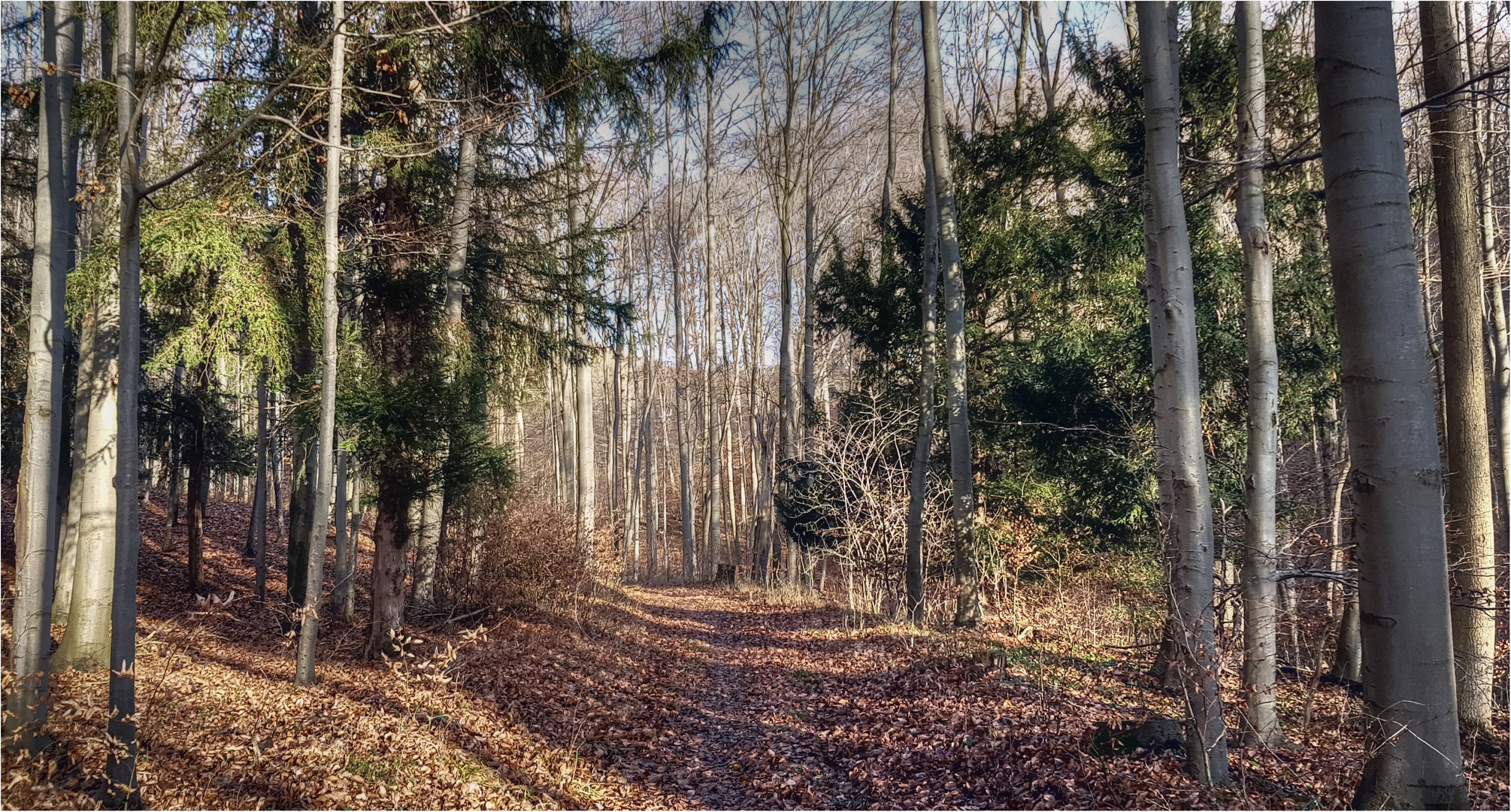 Donnerstag mit Durchblick - im Januarwald