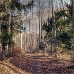 Donnerstag mit Durchblick - im Januarwald