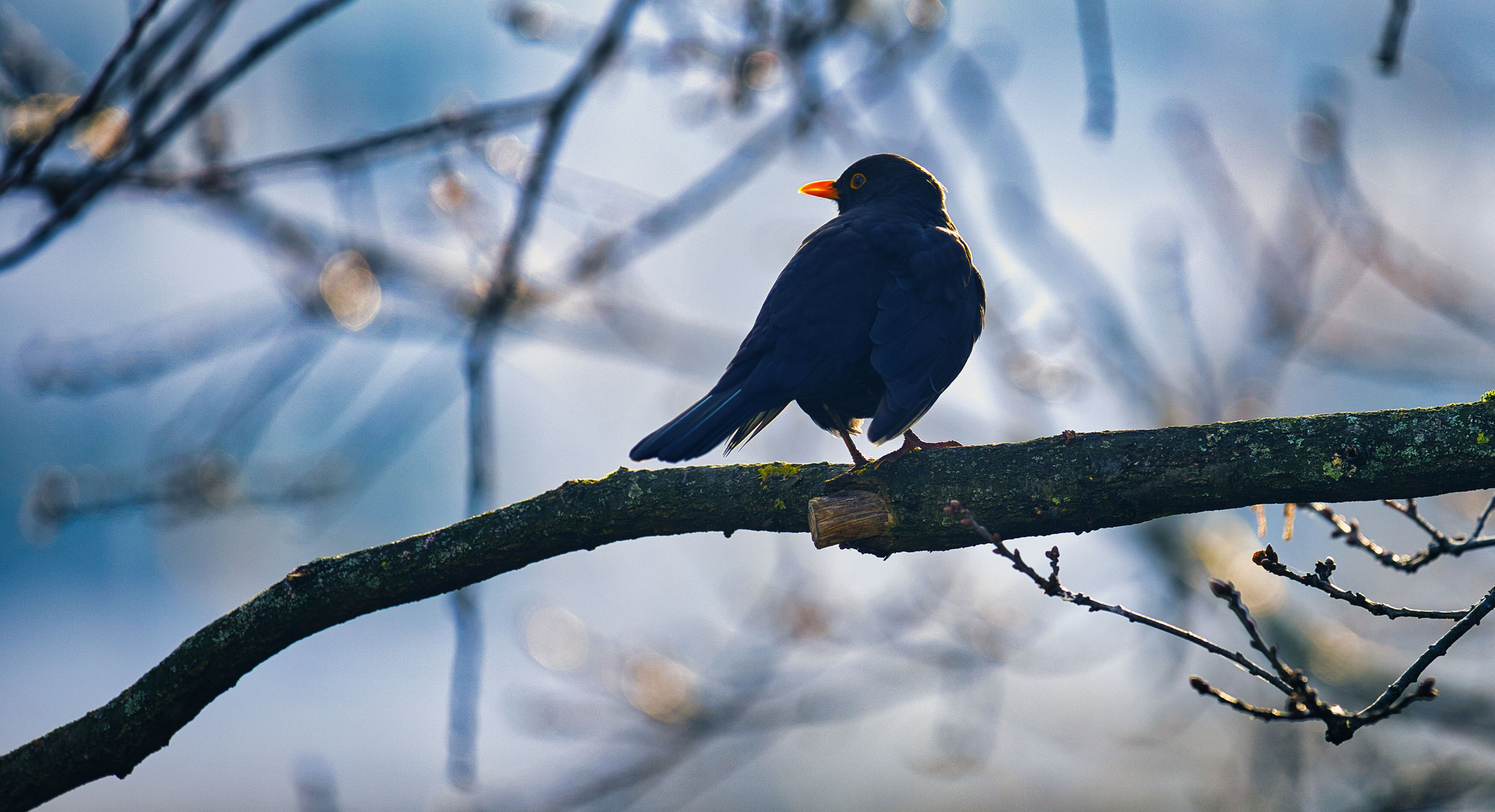 Donnerstag mit Durchblick - männliche Amsel auf Ast...