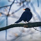 Donnerstag mit Durchblick - männliche Amsel auf Ast...