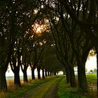 Donnerstag mit Durchblick - Mehlbeerbaumallee im Oktober 2016 