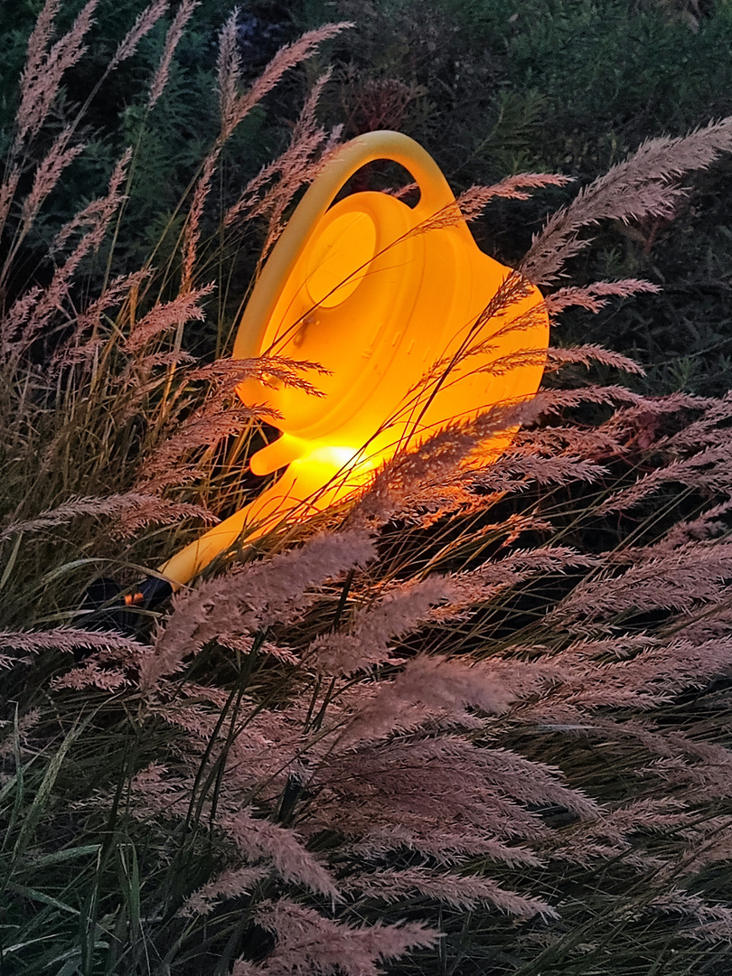 Donnerstag mit Durchblick - Mit Licht begossen, weil das Wasser zu knapp