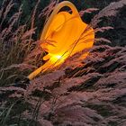 Donnerstag mit Durchblick - Mit Licht begossen, weil das Wasser zu knapp