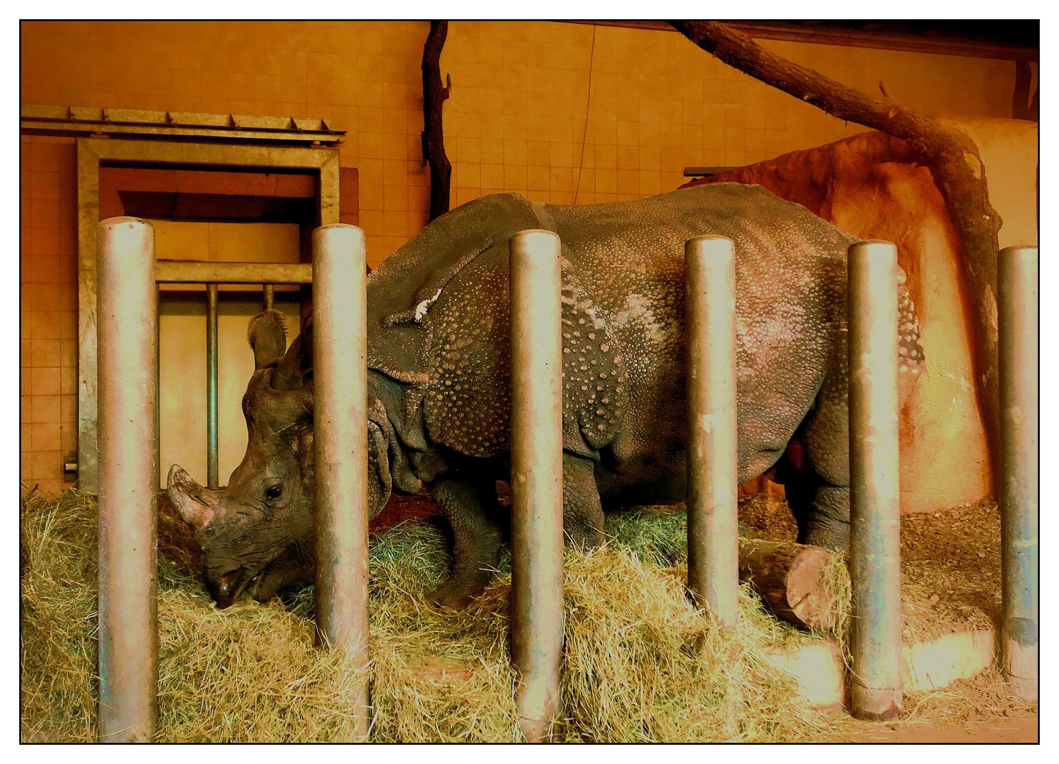 Donnerstag mit Durchblick- Nashorn