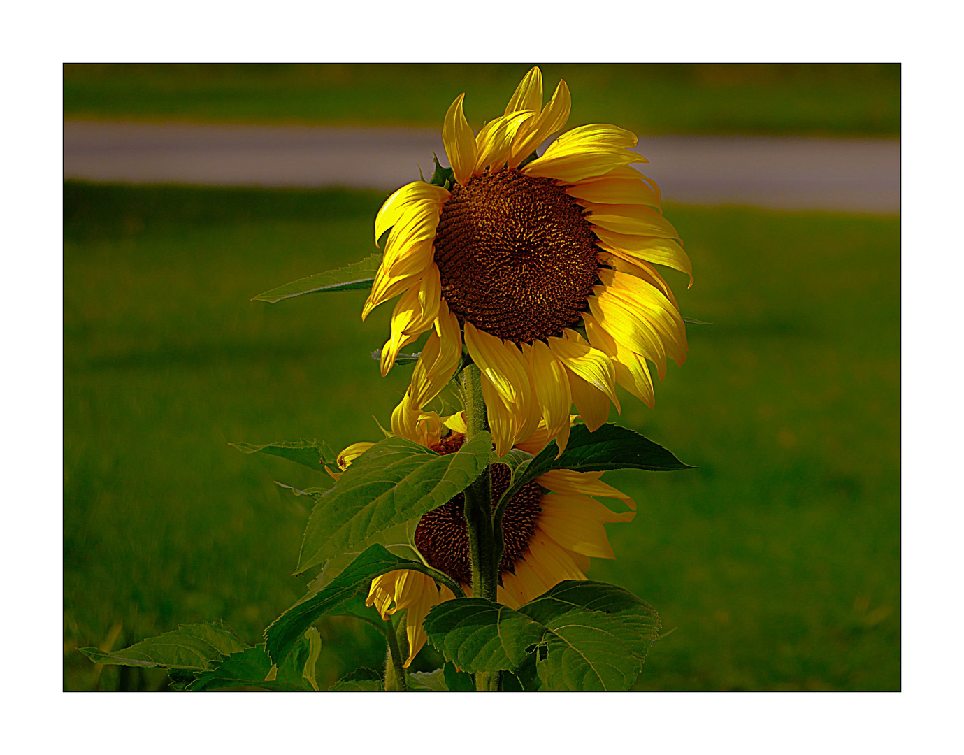 Donnerstag mit Durchblick- Sunflowers