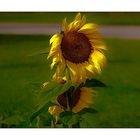 Donnerstag mit Durchblick- Sunflowers