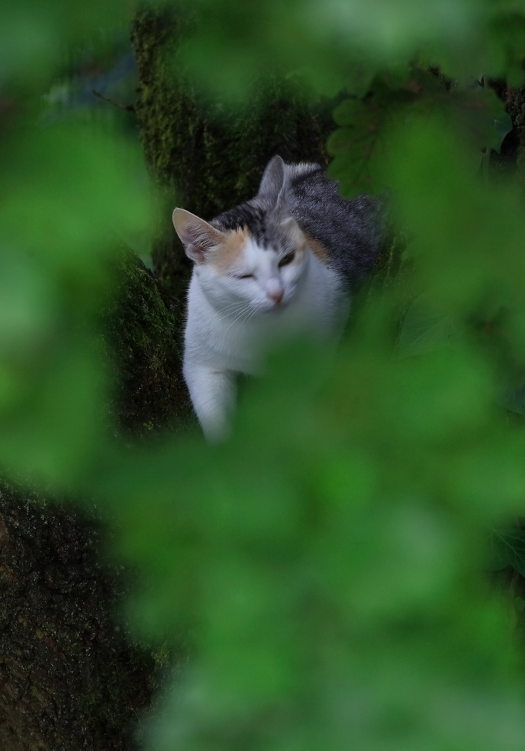 Donnerstag mit Durchblick - und einem kleinen "Tiger" im Baum II