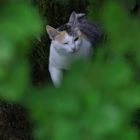 Donnerstag mit Durchblick - und einem kleinen "Tiger" im Baum II