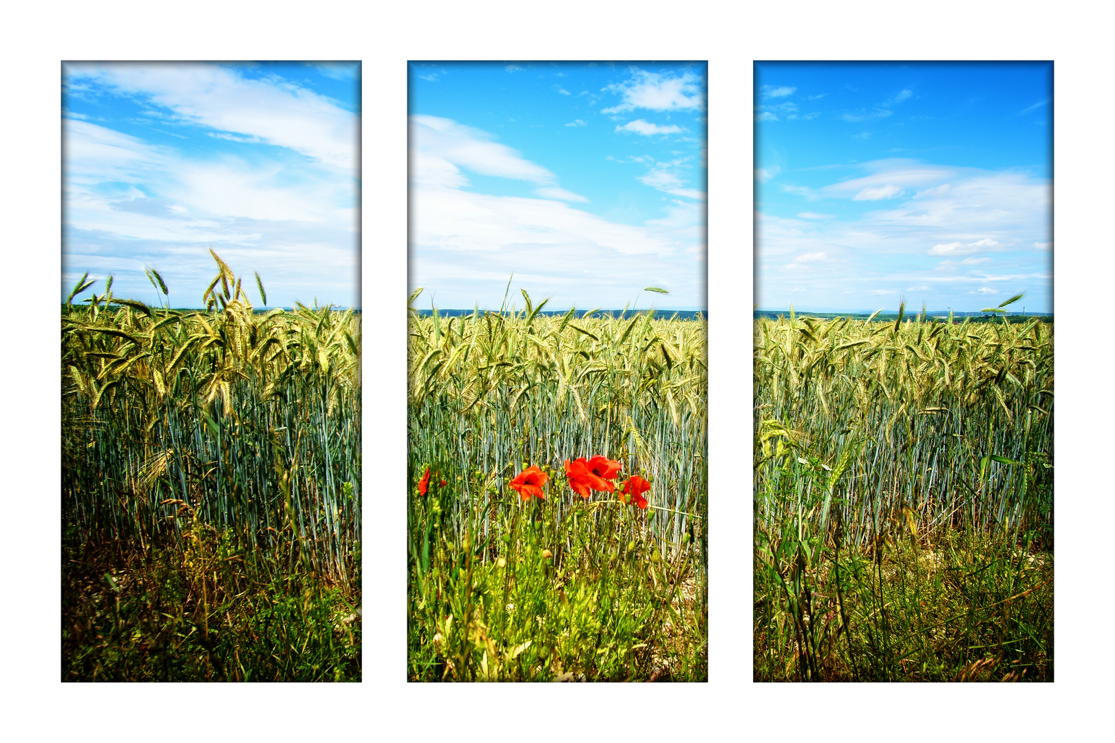 Donnerstag mit Durchblick - Vision mit leuchtendem roten Mohn