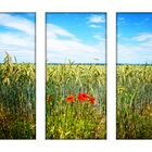 Donnerstag mit Durchblick - Vision mit leuchtendem roten Mohn