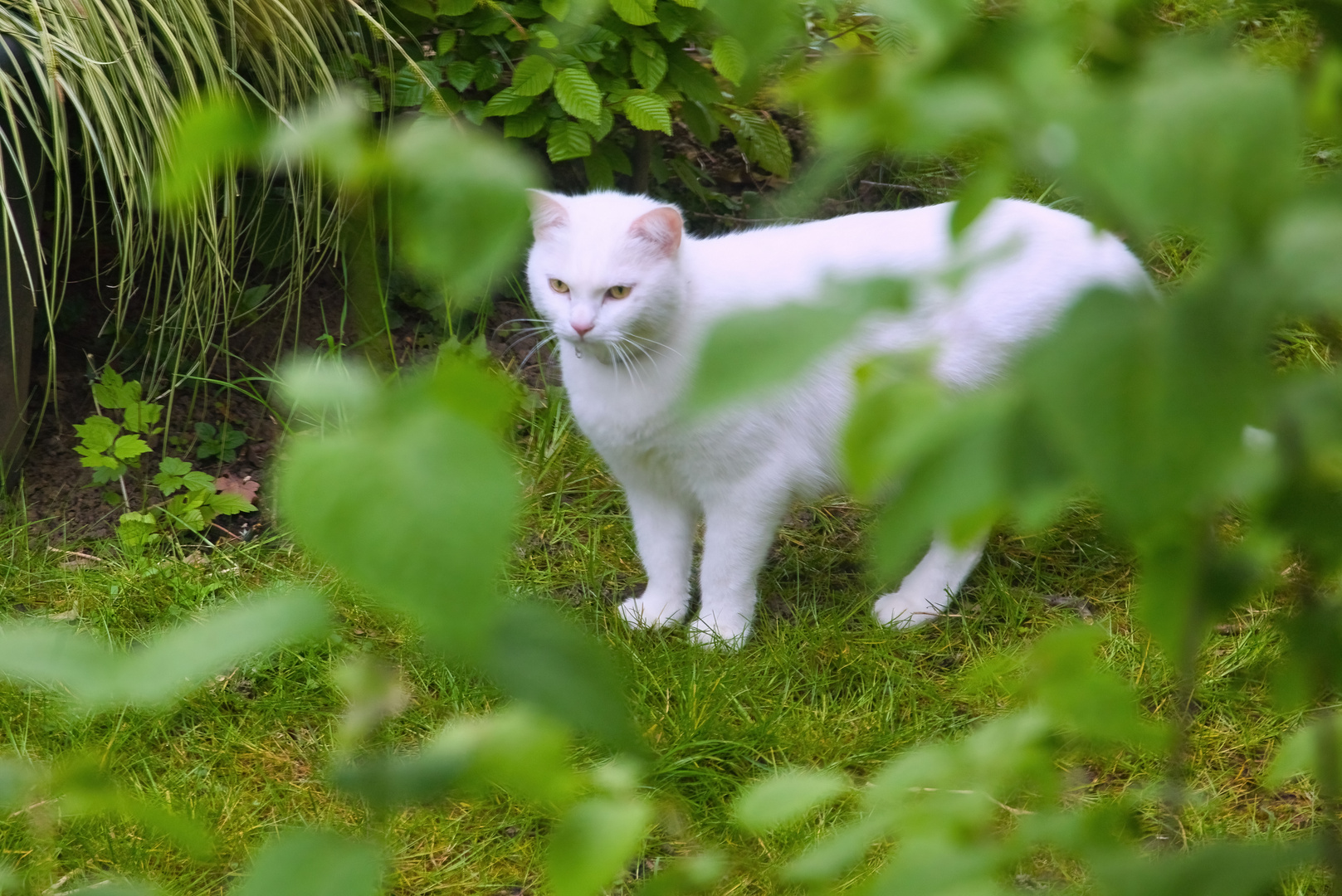 Donnerstag mit Durchblick - weiße Katze