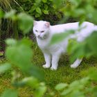 Donnerstag mit Durchblick - weiße Katze