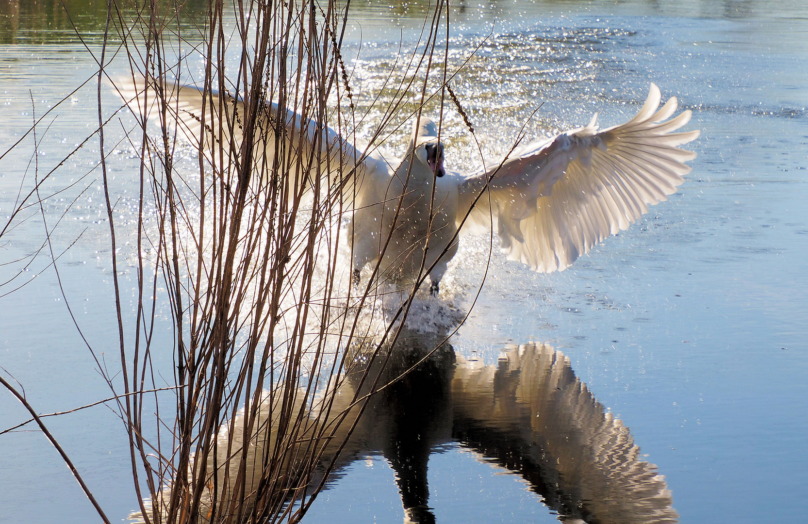 Donnerstag mit Durchblick….auf den Schwan.. 