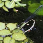 Donnerstag Wasser …