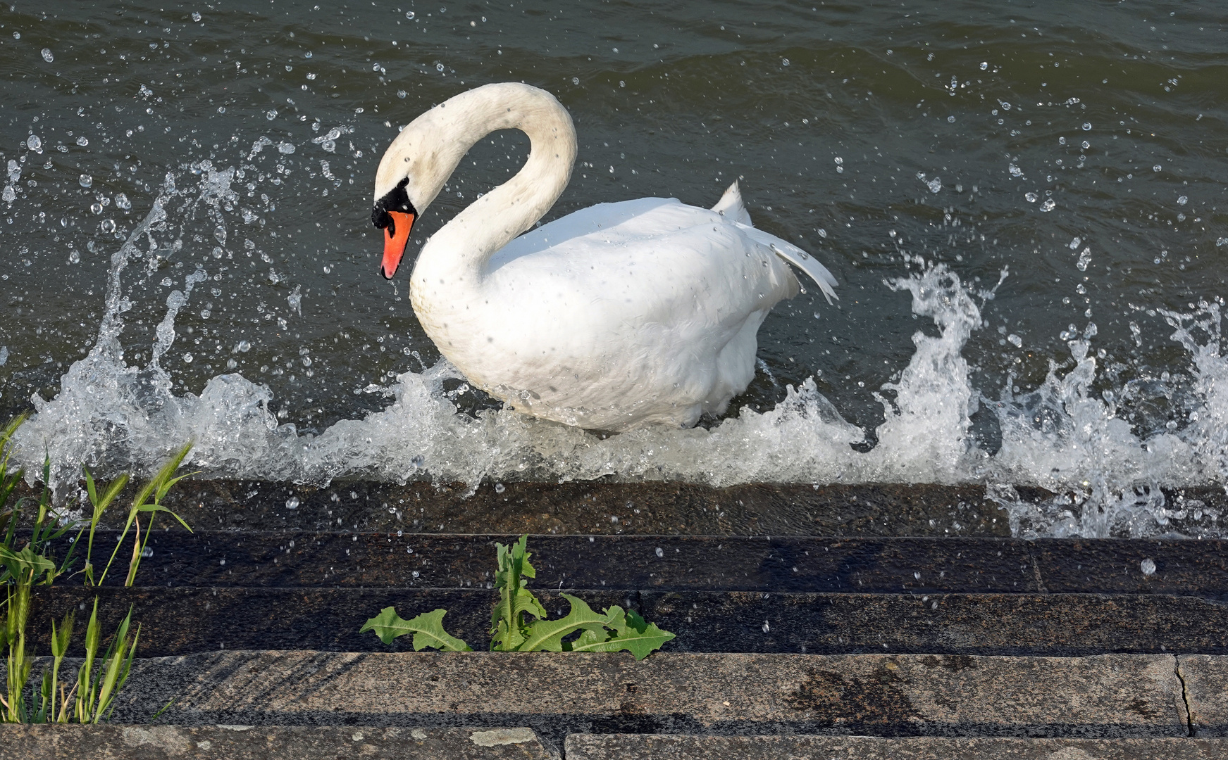 Donnerstag - Wasser - Schwan