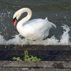 Donnerstag - Wasser - Schwan