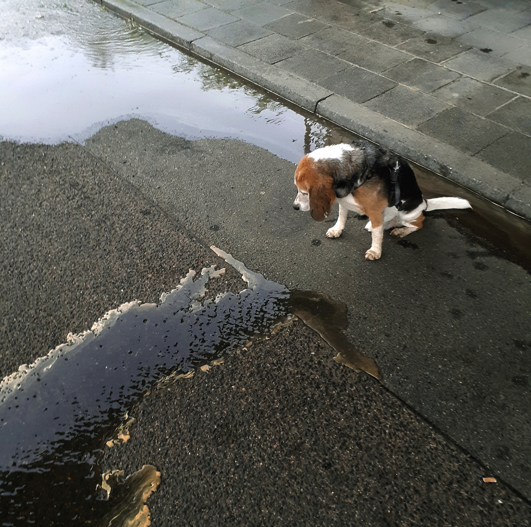 Donnerstag - Wasser und Beagle F.