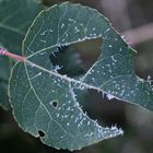 DONNERSTAGABENDRÄTSEL! Larven der PALISADENBLATTWESPE (1)