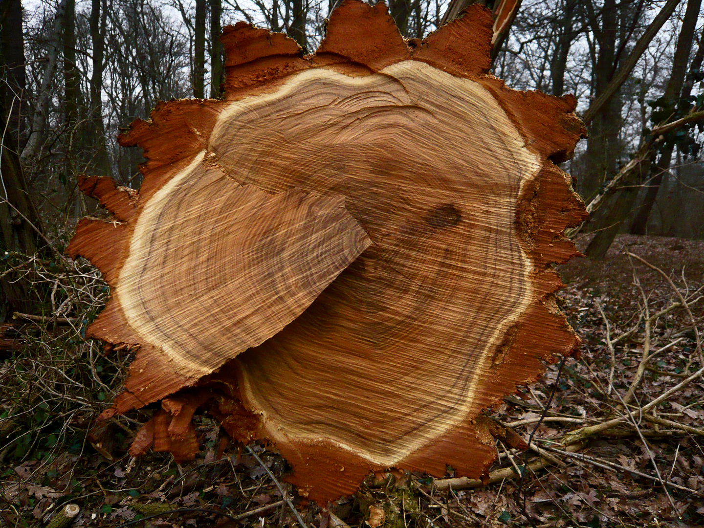 Donnerstagmorgen am Hegnacher Wald