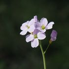 ~  Donnerstags-Blümchen ~