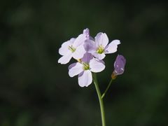 ~  Donnerstags-Blümchen ~