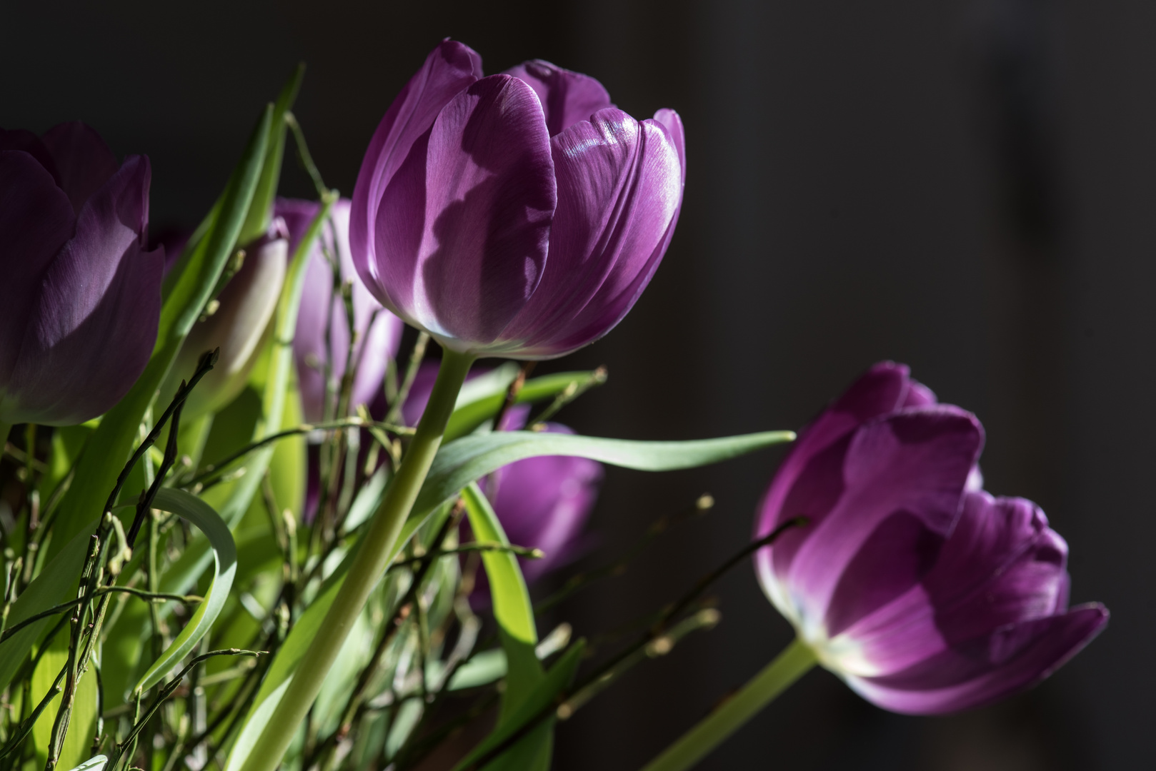 Donnerstags-Tulpen