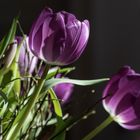 Donnerstags-Tulpen