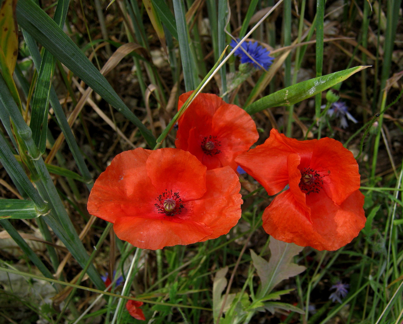 Donnerstagsblümchen