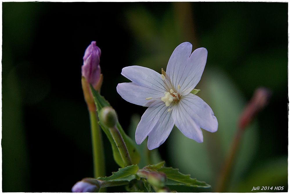 Donnerstagsblümchen