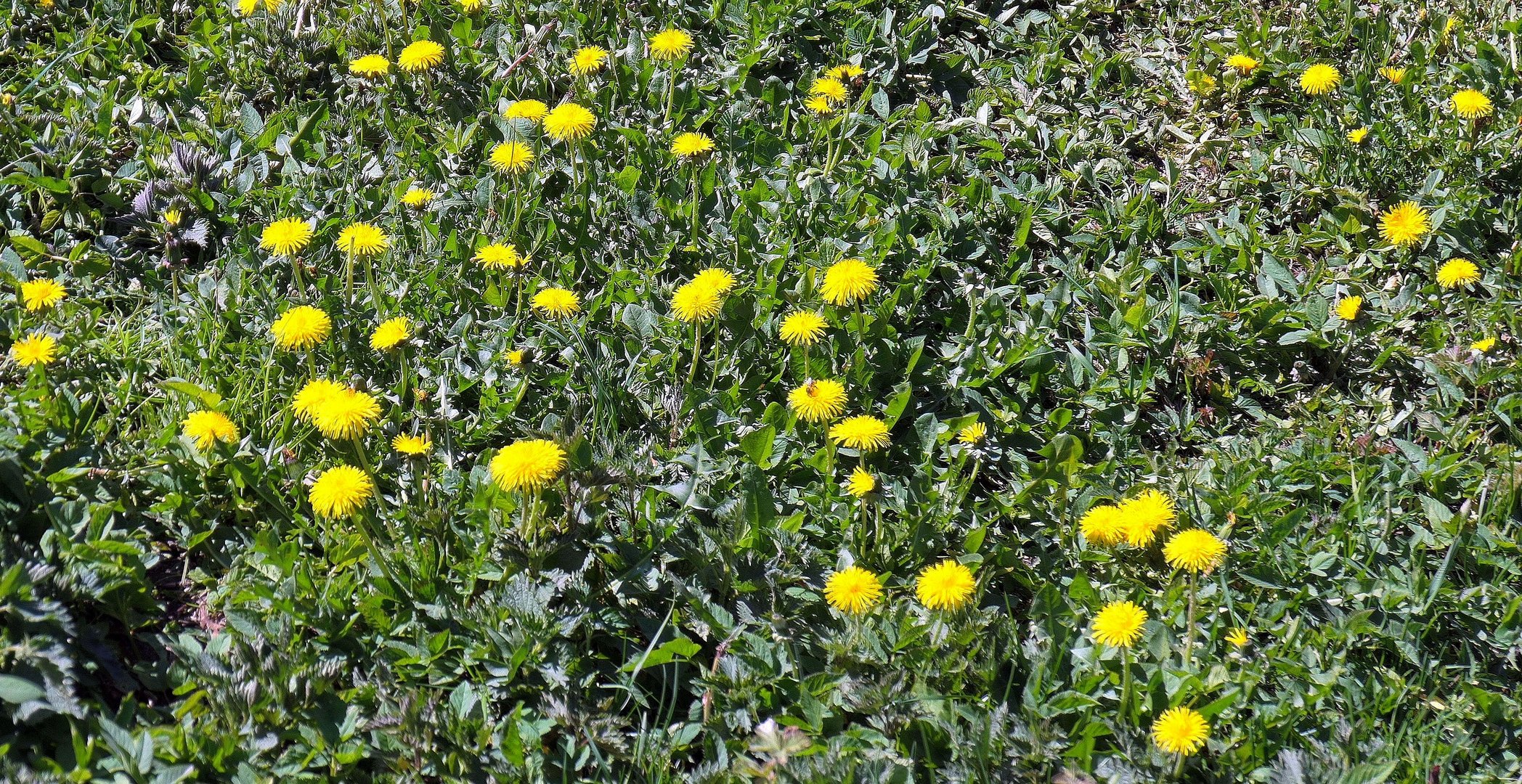 Donnerstagsblumen - Löwenzahn