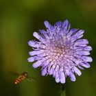 Donnerstagsmorgenblümchen