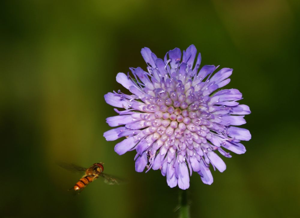 Donnerstagsmorgenblümchen