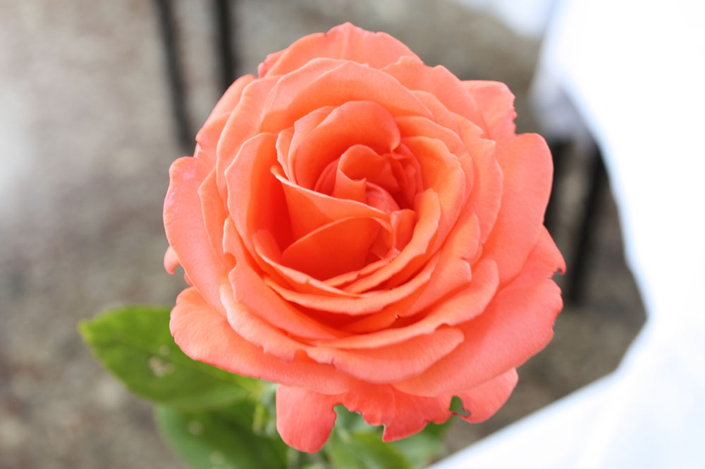 Donnerstagsrose