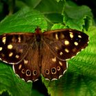 Donnerwetter......ein Schmetterling