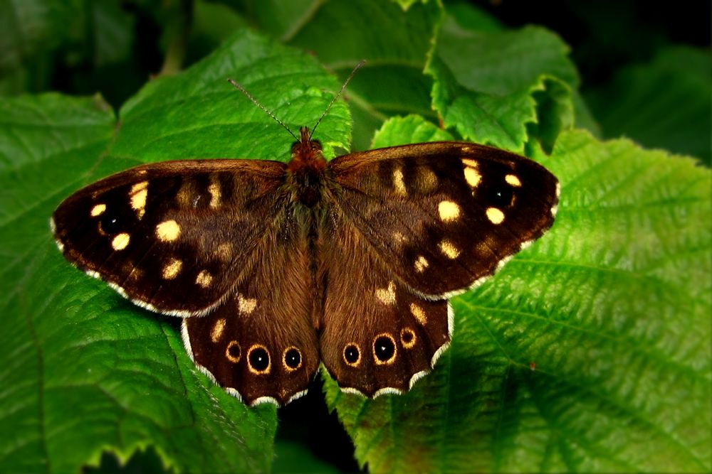 Donnerwetter......ein Schmetterling