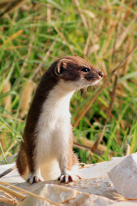 Donnola (Mustela nivalis)