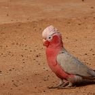 Don't Be a Galah!! Regarded as the dumbest bird in Australia.