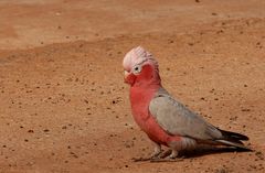 Don't Be a Galah!! Regarded as the dumbest bird in Australia.