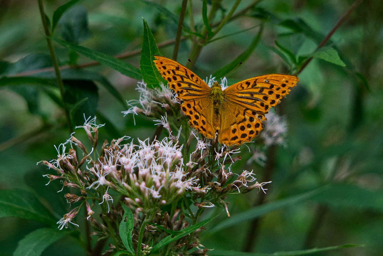 "Don't be afraid. Change is such a beautiful thing', said the Butterfly."