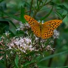 "Don't be afraid. Change is such a beautiful thing', said the Butterfly."