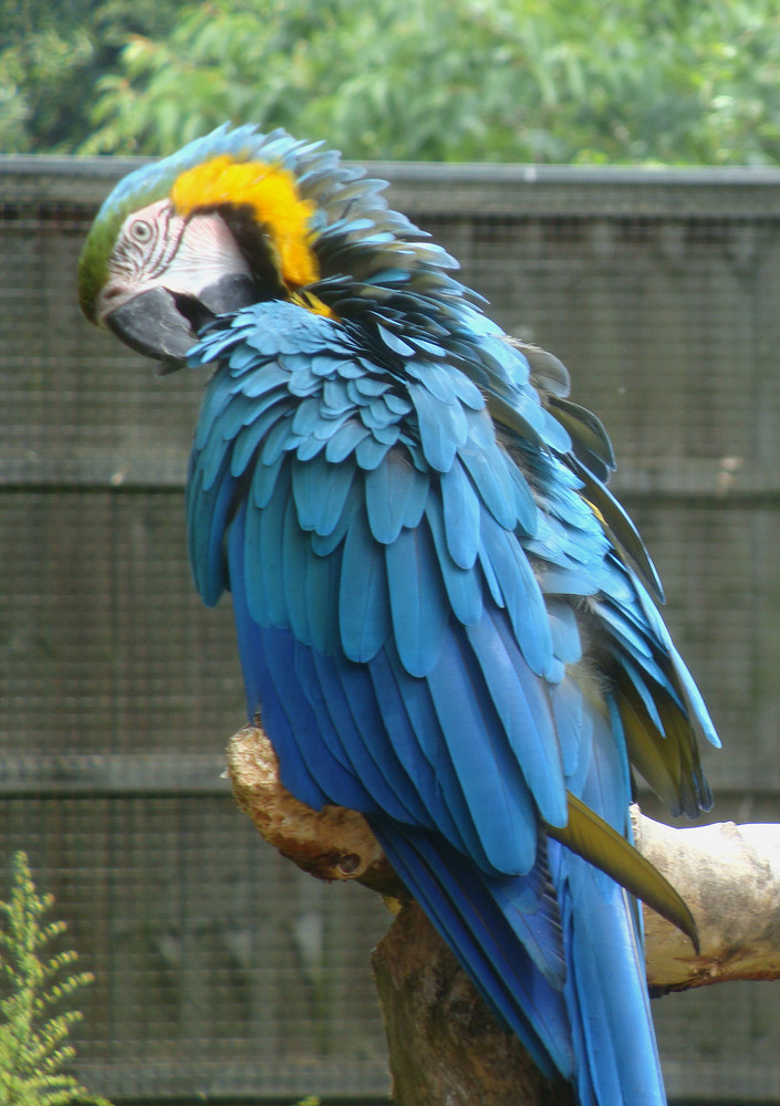 Don't be rotten to Macaw!