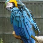 Don't be rotten to Macaw!
