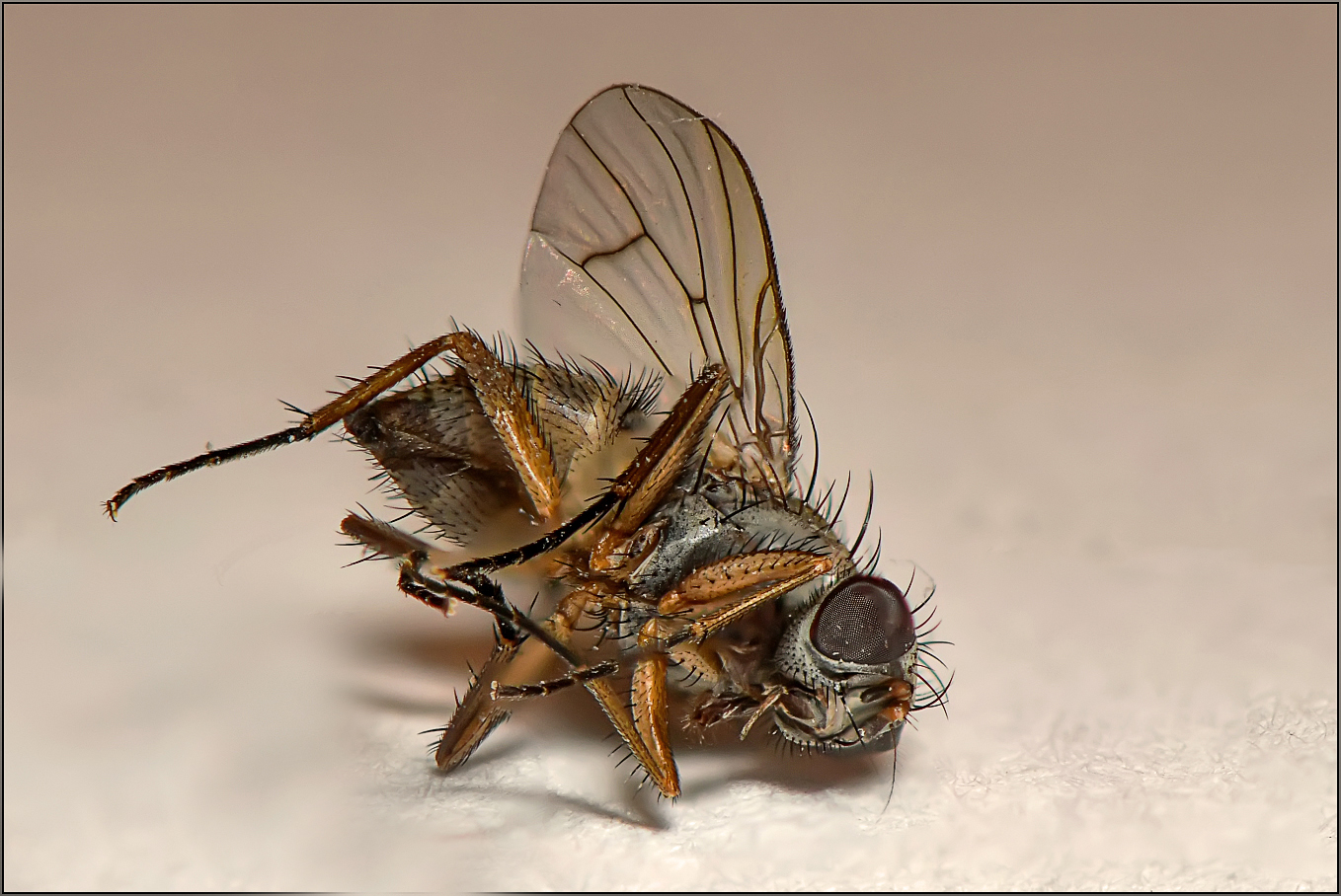 Don T Drink And Fly Foto Bild Stillleben Tiere Wildlife Bilder Auf Fotocommunity