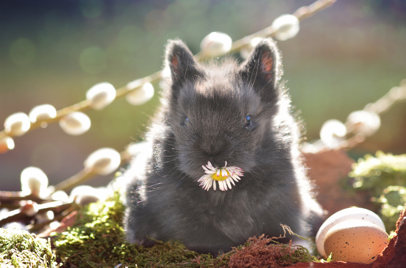 don't eat the daisies